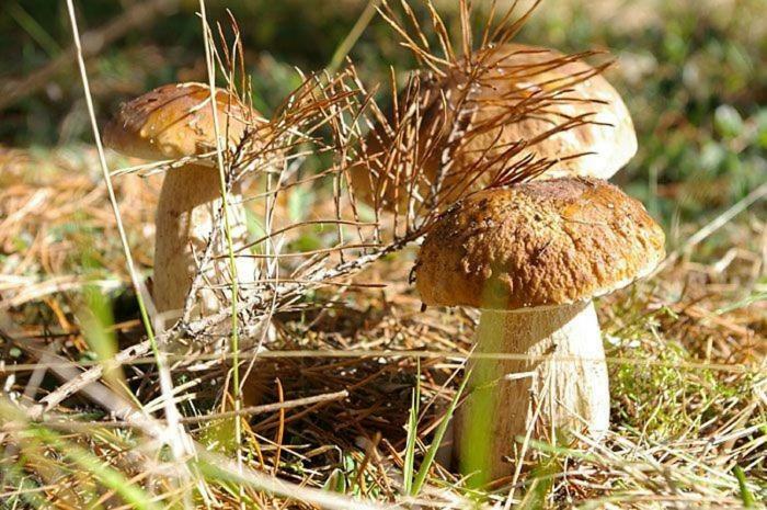 Agro-Wda Villa Czarna Woda Bagian luar foto